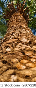 A dramatic low-angle close-up of a tropical palm tree trunk showcasing its textured bark and lush green fronds against a clear blue sky. Ideal for themes of nature, tropical landscapes, growth, and outdoor environments.