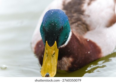 A dramatic low-angle front-facing close-up of a male mallard duck swimming on the water surface. The iridescent blue-green head is covered in tiny glistening water droplets and the broad yellow-orange beak points directly toward the camera. The chestnut breast and white plumage are visible behind.
