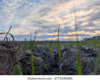 Dramatic low-angle perspective of grass blades against a colorful cloudy sunset sky