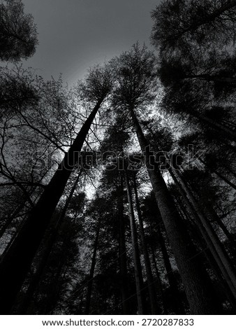 A dramatic, low-angle perspective of towering evergreen trees reaching toward a moody, overcast sky. Forest, Monochrome, Dramatic, Vertical, Silhouette, Pine, Nature, Dark Aesthetic, Low Angle, Myster