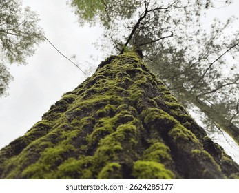 A dramatic low-angle photo of a tree covered in lush green moss, captured from the base looking upward into a canopy of forest trees.