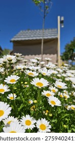 dramatic, low-angle photograph capturing a vibrant and dense patch of common white daisy flowers with bright yellow centers blooming profusely in a sunny field. Natural daylight bathes the meadow, creating a beautiful depth of field that brings the immediate daisies into sharp focus while a solitary, tall tree-like plant and a blurred background structure stand against a clear, deep blue sky. This fresh perspective emphasizes the abundance and beauty of a spring or summer garden