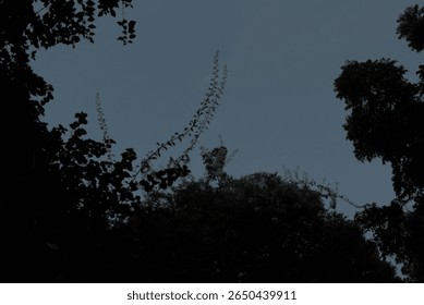 A dramatic low-angle shot captures silhouetted tree canopies and intertwining branches reaching towards a vast, moody twilight sky.