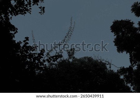 A dramatic low-angle shot captures silhouetted tree canopies and intertwining branches reaching towards a vast, moody twilight sky.