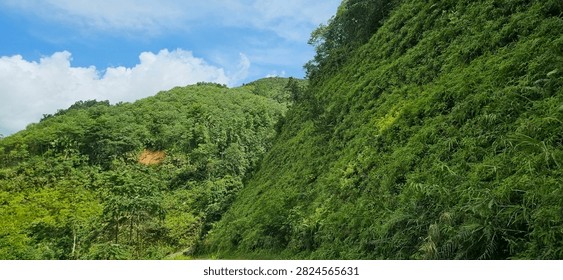 A dramatic low-angle shot showcasing a steep mountain slope densely covered in lush green tropical forests and wild vegetation. The rich, vibrant layers of jungle foliage reach toward a bright blue sky, perfectly capturing the untamed wilderness and stunning natural terrain of Vietnam