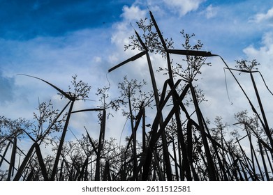 A dramatic low-angle shot of tall wild grasses silhouetted against a partly cloudy blue sky. The delicate seed heads and slender stems create an artistic pattern, highlighting the natural beauty