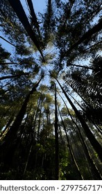 Dramatic low-angle upward view of a tall pine forest canopy in West Java, Indonesia. Slender pine trunks rise majestically toward a blue sky, their silhouettes converging at the center of the frame in a striking natural perspective. Wild ferns and tropical undergrowth frame the edges, while soft morning light filters through the canopy creating a serene, atmospheric forest scene. Captured in a highland pine forest near Bandung, this image conveys depth, scale, and the towering grandeur of Indonesian tropical woodland.