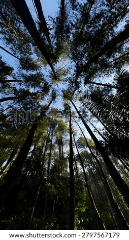 Dramatic low-angle upward view of a tall pine forest canopy in West Java, Indonesia. Slender pine trunks rise majestically toward a blue sky, their silhouettes converging at the center of the frame in a striking natural perspective. Wild ferns and tropical undergrowth frame the edges, while soft morning light filters through the canopy creating a serene, atmospheric forest scene. Captured in a highland pine forest near Bandung, this image conveys depth, scale, and the towering grandeur of Indonesian tropical woodland.