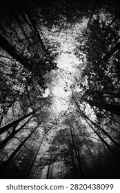A dramatic low-angle view of a forest canopy filled with towering trees, branches, and foliage forming artistic silhouettes in striking black and white. A thin layer of mist drifting through the forest creates a mysterious, tranquil, and atmospheric mood, evoking the beauty of untouched wilderness. This image is ideal for themes of forests, natural landscapes, environmental conservation, black and white photography, fine art photography, misty woodland scenery, and dark aesthetics.