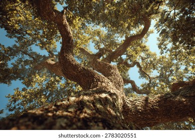 A dramatic low-angle view of a large, old oak tree's branches and leaves against a bright blue sky.