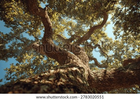 A dramatic low-angle view of a large, old oak tree's branches and leaves against a bright blue sky.