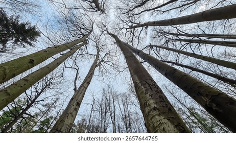 Dramatic low-angle view looking up at towering tree trunks and their bare branches reaching for overcast sky. A powerful, natural pattern creating a sense of awe in forest in Sucha Beskidzka, Poland