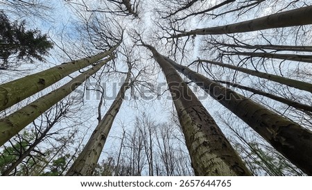 Dramatic low-angle view looking up at towering tree trunks and their bare branches reaching for overcast sky. A powerful, natural pattern creating a sense of awe in forest in Sucha Beskidzka, Poland