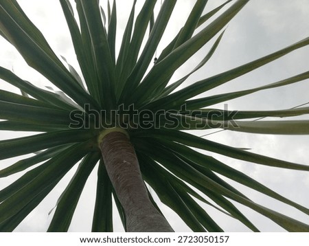 Dramatic low-angle view of a palm or Dracaena plant's spiky leaves against a bright, cloudy sky. Strong lines create an abstract, tropical, and minimalist composition. Ideal for travel or botanical decor. #PalmTree #LowAngle #TropicalVibes #MinimalistBotany