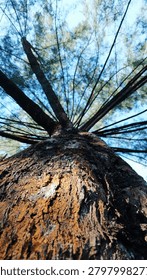 Dramatic low-angle view of a tall tree reaching toward the sky, emphasizing strength, growth, and the grandeur of nature. Captured with a wide perspective for a powerful visual impact.