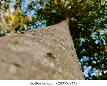 Dramatic low-angle view of a tall tropical tree with textured bark extending toward a dense green canopy. Perfect for nature, forest, growth, sustainability, and environmental concepts.