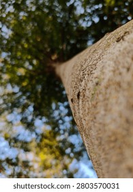 Dramatic low-angle view of a tall tropical tree with textured bark extending toward a dense green canopy. Perfect for nature, forest, growth, sustainability, and environmental concepts.