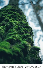 A dramatic, low-angle (worm's-eye) view looking up the trunk of a massive tree, which is completely covered in a thick, textured blanket of vibrant green moss. The perspective makes the tree look like a towering, ancient mountain. The sky and forest canopy are blurred in the background, focusing all attention on the lush, wild nature of this forest giant.