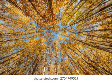 A dramatic low-angle (worm's-eye view) perspective captures the towering canopy of an ancient oak forest in full autumnal glory, likely near San Martín de Trevejo, Extremadura. 