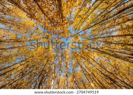 A dramatic low-angle (worm's-eye view) perspective captures the towering canopy of an ancient oak forest in full autumnal glory, likely near San Martín de Trevejo, Extremadura. 