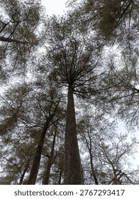 A dramatic low-angle, worm's-eye view of towering pine trees, looking straight up toward a pale overcast sky. The central, rugged trunk of a dominant tree rises vertically, its detailed, textured bark leading the eye upwards. It is surrounded by other majestic pine trunks, all converging inwards to create a dense, radial canopy of intricate branches and delicate needles against the diffused gray sky. This striking perspective emphasizes the immense height and grandeur of these forest giants, offering a quiet, meditative gaze at nature's scale. The fine textures of the bark and pine needles are sharply captured, creating a natural graphic pattern. This high-resolution stock photo captures the fine details of the pine forest interior. Perfect for environmental-themed projects and serene outdoor captures.