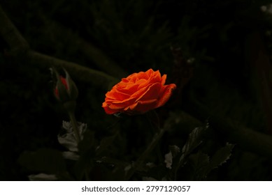 A dramatic low-key close up of a single vibrant orange rose in full bloom with an unopen flower bud against a dark, moody black background.