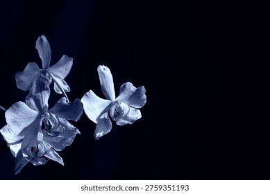 Dramatic low-key close-up of two elegant light purple phalaenopsis orchids against a rich black background. Soft directional lighting beautifully highlights petal texture and fine details. Perfect for luxury beauty, premium skincare, spa wellness, perfume branding, sophisticated floral concepts and sensory storytelling.