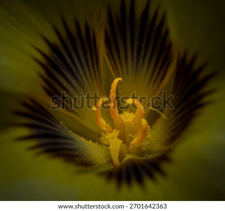 A dramatic, low-key macro shot highlighting the intricate, dark-lined throat of a yellow Mariposa Lily, focused sharply on the bright orange-yellow central reproductive parts dusted with pollen.