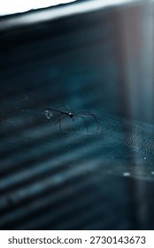 A dramatic, low-key macro shot of a spider resting on its circular web. The lighting highlights the delicate silk patterns of the spiderweb against a dark, moody background. This artistic composition evokes a sense of mystery and patience in nature, perfect for dark-themed designs, biology articles, or metaphorical concepts