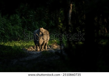 Dramatic low-key spotlit image of an aggressive greater one-horned rhino walking through a dark forest on a safari track approaching from front at Kaziranga national park, Assam, India