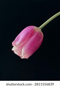 Dramatic, low-key studio portrait capturing a singular, vibrant pink tulip bud sharply contrasted against a deep, dark black background.
