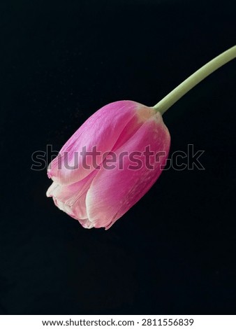 Dramatic, low-key studio portrait capturing a singular, vibrant pink tulip bud sharply contrasted against a deep, dark black background.