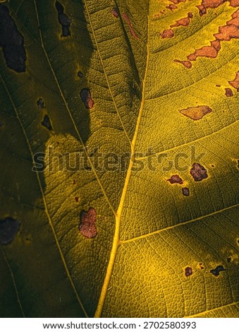 Dramatic macro of a damaged leaf under harsh sunlight, emphasizing the vibrant yellow and green color and the dark, burnt-like spots of decay. Focus on environmental contrast.