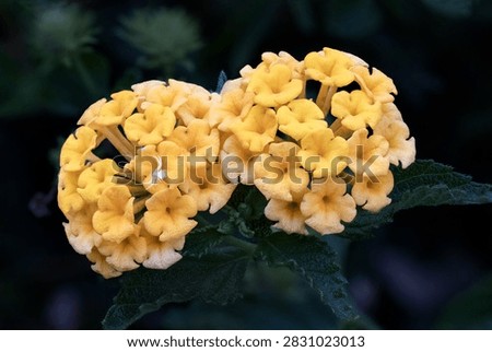 A dramatic macro photograph capturing vibrant yellow lantana flower clusters blooming vividly against a dark, moody green foliage background, featuring a tiny, perfectly camouflaged white crab spider resting on the delicate petals, highlighting the quiet, hidden predator-prey dynamics within a peaceful microcosm of the natural world.