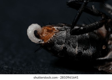 A dramatic macro shot captures a small, translucent blowfly maggot larva emerging from the abdominal segment of a deceased black insect, emphasizing f