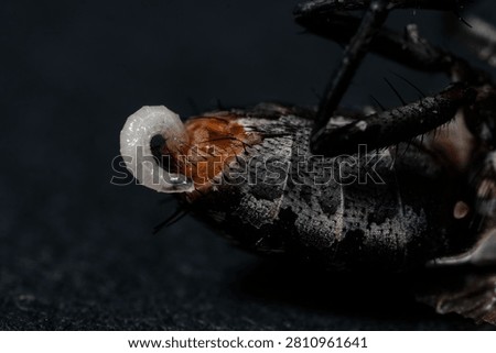 A dramatic macro shot captures a small, translucent blowfly maggot larva emerging from the abdominal segment of a deceased black insect, emphasizing f