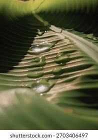 Dramatic macro shot of a ribbed, dark green leaf with water droplets reflecting bright sunlight, creating high contrast and deep shadows. Ideal for moody nature concepts.
