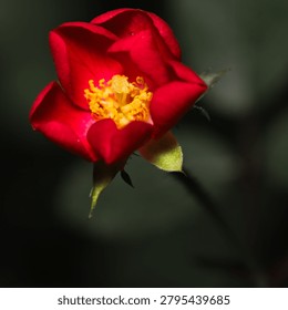 Dramatic Macro Shot of a Single Red Rose with Yellow Stamens
 A close-up, moody photograph of a vibrant red rose against a dark, low-key background. The image focuses on the intricate yellow stamens and the delicate velvet texture of the petals, creating a dramatic, artistic botanical composition.