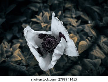 A dramatic macro shot of a white oriental poppy flower showing its dark purple and black central stamen cluster against a moody foliage backdrop.