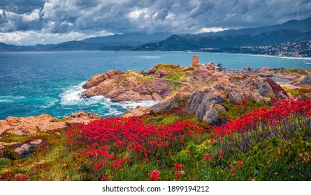 Dramatic Marine Scenery. Blooming Red Flowers On De La Pietra Cape With Genoise De La Pietra A L'ile-Rousse Tower On Background. Amazing Summer Scene Of Corsica Island, France, Europe.