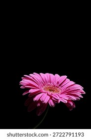 Dramatic minimalist composition of single pink gerbera daisy on slender green stem emerging from deep black background, dramatic side lighting with high contrast, copy space. 