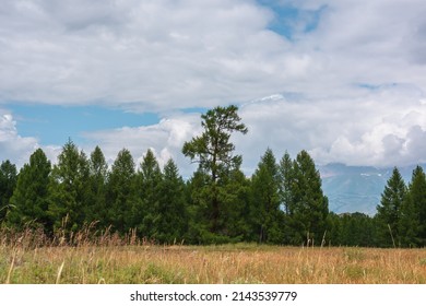 Dramatic minimalist landscape with coniferous forest in mountains under cloudy sky. Atmospheric mountain scenery with forest line in overcast. Scenic minimal view to green forest in cloudy weather.