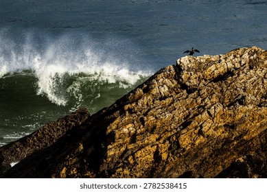 A dramatic moment capturing a cormorant opening its wings on a rocky Spanish cape, mirroring a massive splashing ocean wave frozen in the golden light of sunset.