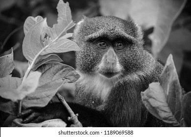 Dramatic monkey black and white