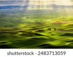 Dramatic morning light on the rolling hills of the Palouse seen from Steptoe Butte