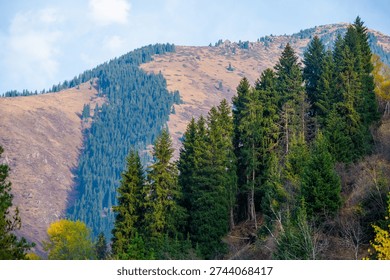 A dramatic mountain landscape showcasing a dense line of tall green pine trees separating a high, treeless brown ridge and a distant valley slope.