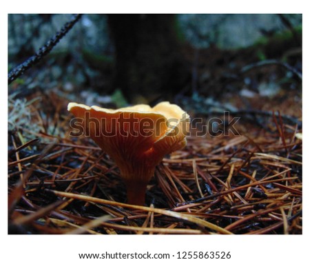 Similar – Tannenzäpfle Mushroom