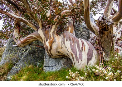 A Dramatic Old Hardy Snow Gum Growing Around Granite In Summer In Australia's Snowy Mountains. Bark Is Smooth, Textured And Colorful. The Tree Has An Appearance Of An Elephant With Trunk Outstretched.