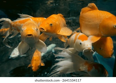 dramatic orange koi fish closeup 
