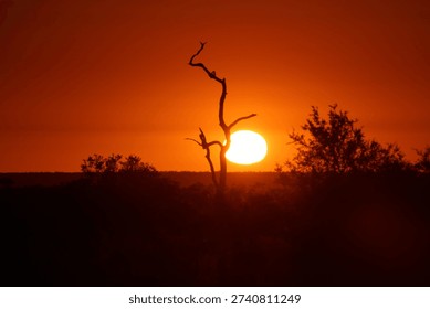 A dramatic orange and red sunset illuminates the sky, with the sun glowing low on the horizon. In the foreground, the dark silhouette of a twisted, leafless tree stands strikingly against the vibrant backdrop, surrounded by shadowy vegetation. The rich colors and sharp contrasts create a powerful composition that evokes tranquility, timeless beauty, and the quiet passage of evening.
